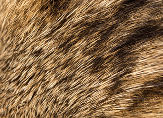 Wool on a cat as a background