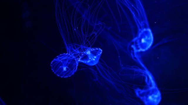 Close-up Jellyfish, Medusa in fish tank with neon light. Jellyfish is free-swimming marine coelenterate with a jellylike bell- or saucer-shaped body that is typically transparent.