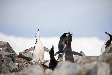 penguin in the arctic