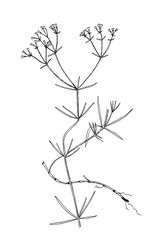Galium tinctorium vintage illustration