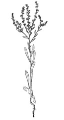 lappula consaquinea botanical sketch
