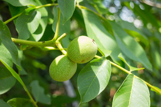 Picture of unripe green walnut on brunch