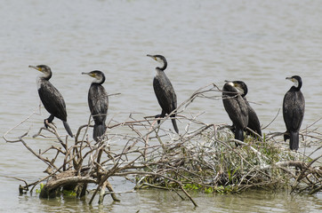 Grand Cormoran,.Phalacrocorax carbo, Great Cormorant