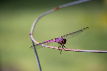 Beautiful purple dragonfly
