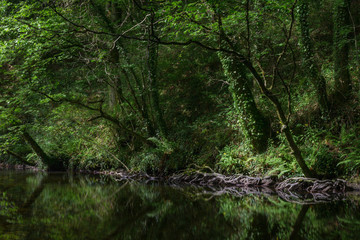 Fototapeta premium The edges of the forest are reflected in a pool