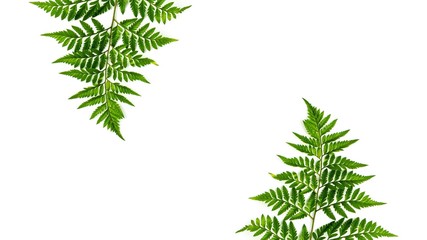 green fern leaves isolated on white background