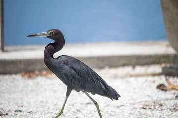 Black bird in Sarasota bay