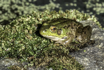 frog in the pond