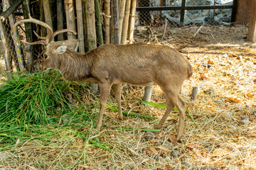 Deer in a cage and a beautiful background.
