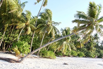 Beach of Filitheyo island - 223566726