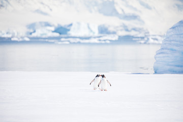 penguin in the arctic