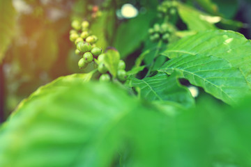 Fototapeta na wymiar Fresh Arabica coffee berries, Organic coffee farm on Indonesia.