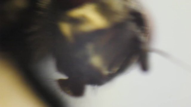 Macro clip of housefly cleaning its eyes with its legs in amazing detail. Fly housefly insect macro