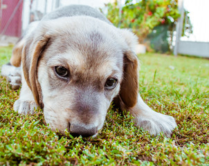Small gray puppy playing on the grass. Puppy who loves to play