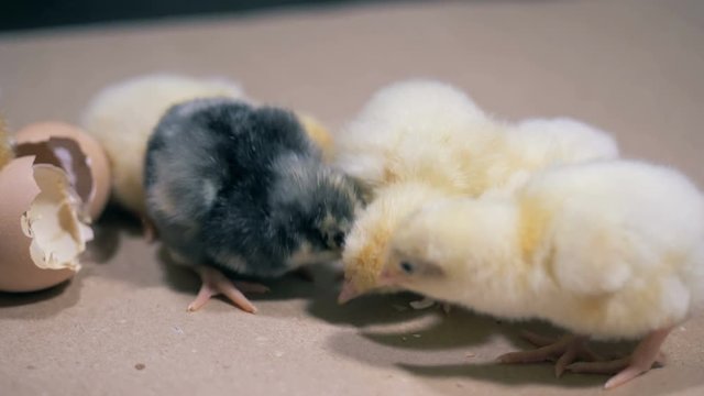 Newborn chickens are looking for something to peck