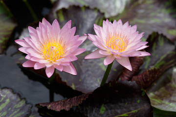 Twin pink lotus