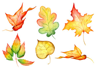 Watercolo hand drawn maple leaf isolated on the white background