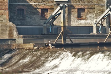 Lahn Fluss Fischreiher Wasserfall L&ouml;hnberg Weilburg 
