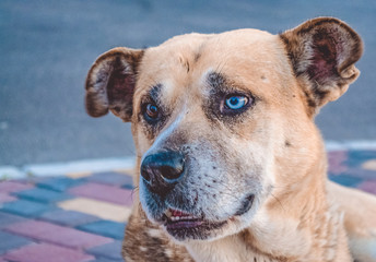 Dog. Puppy. A dog is a friend of man. Lovely dog.