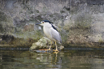 Nycticorax nycticorax, Martinete 