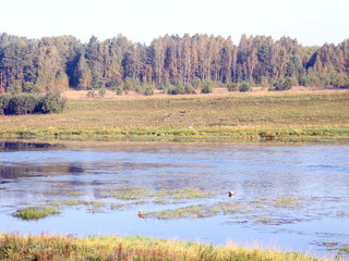 river landscape in the autumn sunny morning