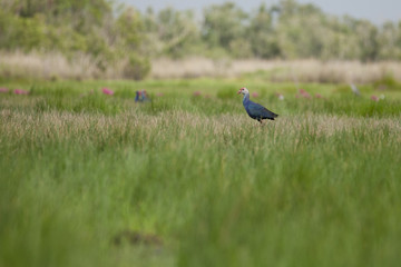 Grey-headed swamphen (Porphyrio poliocephalus) is a species of swamphen occurring from the Middle East and the Indian subcontinent to southern China and northern Thailand. 