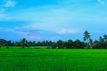 Rice fields are filled with green rice, with the sky and clouds as back ground