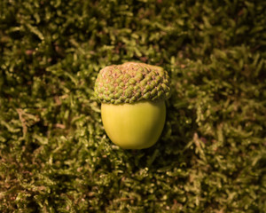 Green acorn on moss background
