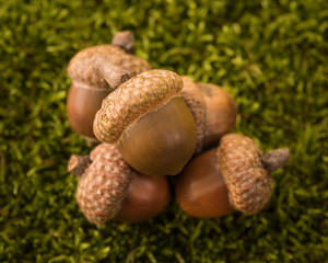 Pile of acorns