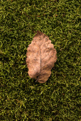 Brown leaf on moss background