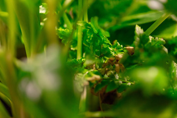 Leaf Vegitation Dying