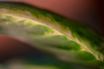 Obraz premium Leaf Close Up Macro Shot