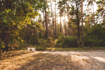  Forest. Pine forest. Summer. Evening in the forest.