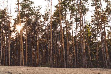  Forest. Pine forest. Summer. Evening in the forest.