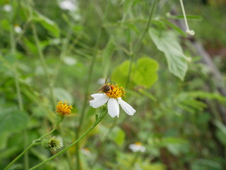 bee on flower