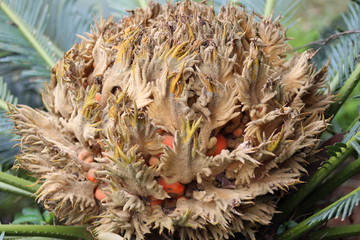 Persistent leaf bases of the Cycus plant