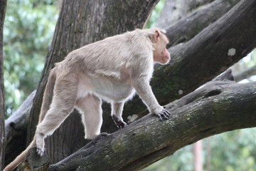 Fat old monkey walking on the branch