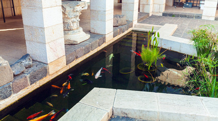 Koi Pond with Japan Colorful Carps Fishes