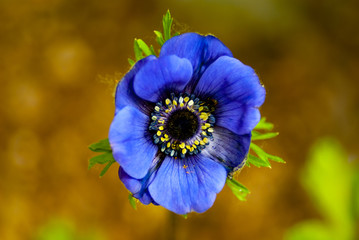Anemone
