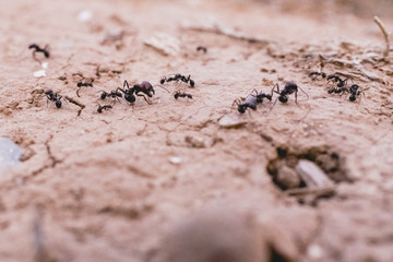 Ants in a row walking looking for food.