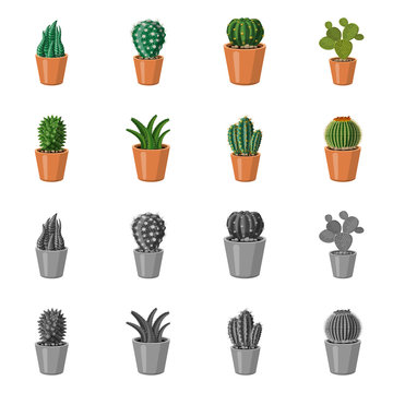 Isolated object of cactus and pot sign. Set of cactus and cacti vector icon for stock. © Svitlana