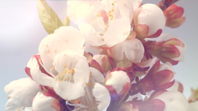 Beautiful spring apricot tree flowers blossoming timelapse. Blooming flowers of almond closeup. 4K UHD video 3840X2160