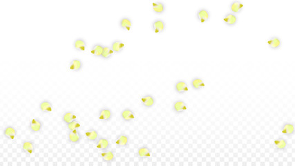 Vector Realistic Pink Petals Falling on Transparent Background.  Spring Romantic Flowers Illustration. Flying Petals. Sakura Spa Design. Blossom Confetti.