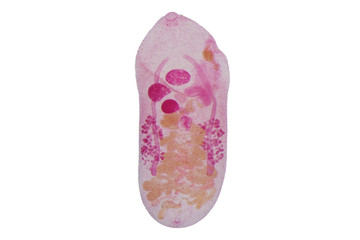 Liver fluke(Parasitic flatworm) of cattle and other grazing animals.
