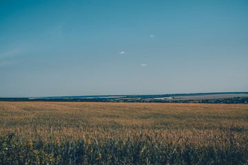Fototapeta premium The yellow spikelets. Ears. Field of spikelets. Wheat.