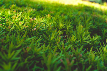   Green grass. Greenery. Summer. Insects. Leaves.