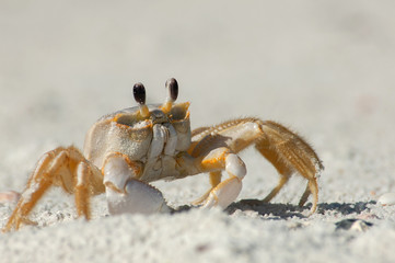 A semiterrestrial ghost crab (Ocypodinae arthropods) walks through the sand along Wiggins Pass, Florida. It is also sometimes known as a sand crab. - obrazy, fototapety, plakaty