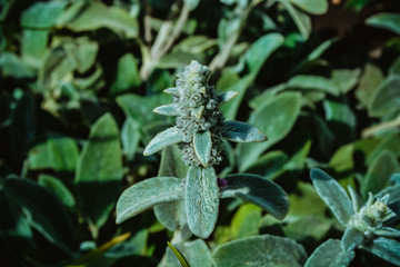  Flowers in the garden. Bloom. Summer flowers. A bright flower.