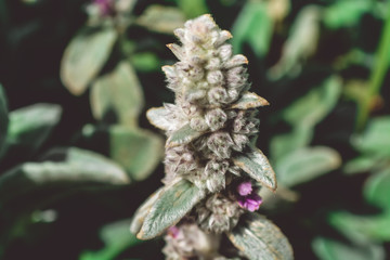  Flowers in the garden. Bloom. Summer flowers. A bright flower.