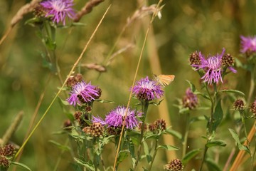 ostrożeń polny w zieleni łąki © Katarzyna